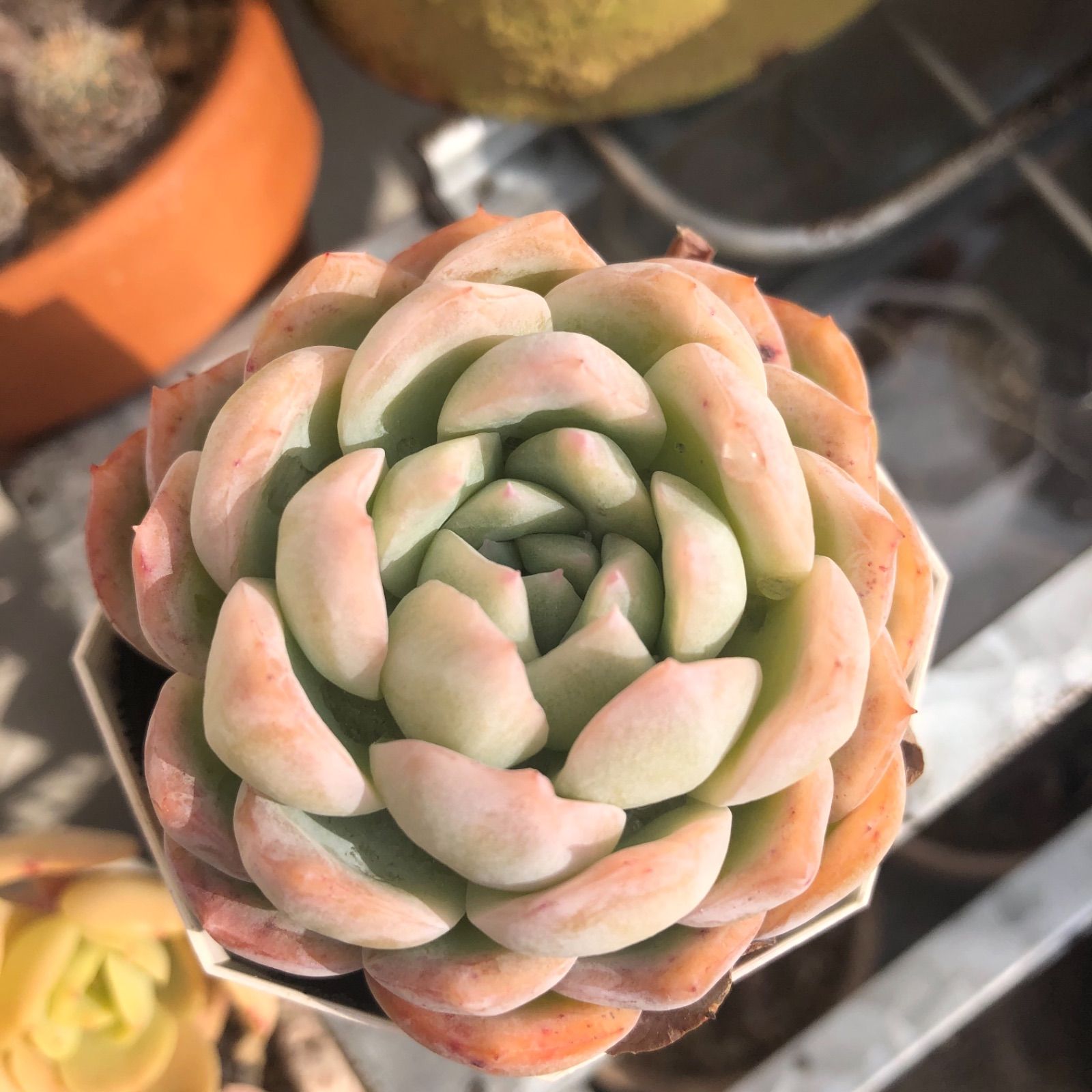 ウォーターリリー Echeveria 'Water Lily' 多肉植物 - メルカリ