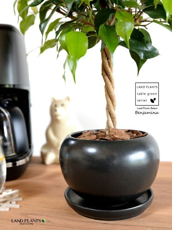 鶴 亀香合 珍味入れ 8セット 新品未使用 お正月 お祝いの器