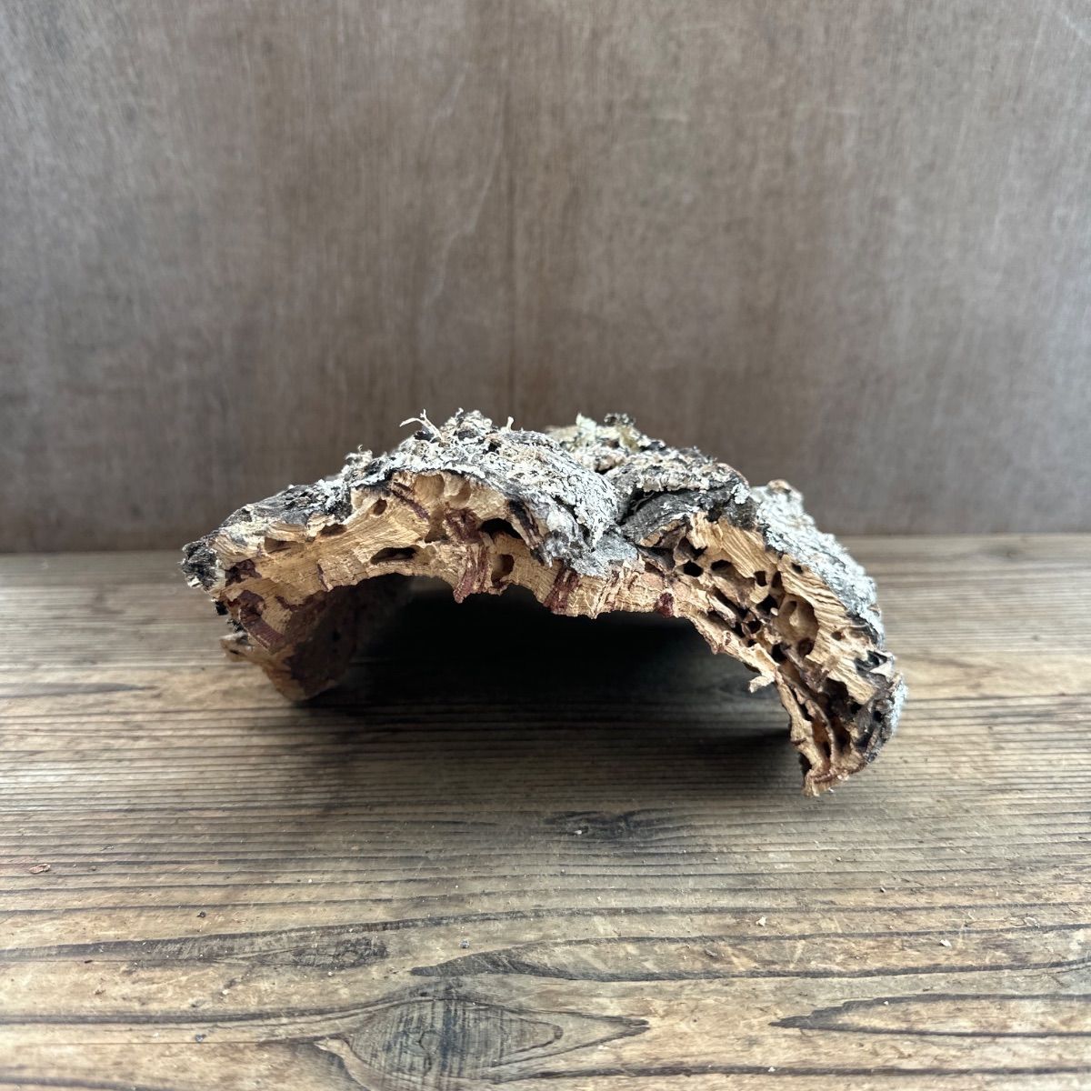  資材 Ｂセット コルクセット 入り 2キロ コルク 板 板付 コウモリラン ビカクシダ 着生ラン ラン 観葉植物 観葉 植物 塊根植物 塊根 コーデックス 着生植物 着生 シダ植物 シダ エアプランツ エアープランツ チランジア ブロメリア おうち時間 その他 アレンジメント用品 資材