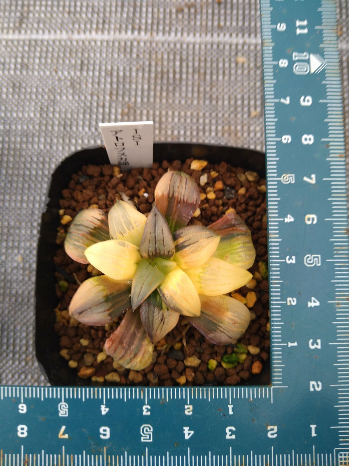 アトロフスカ錦 ハオルチア 多肉植物 - メルカリ