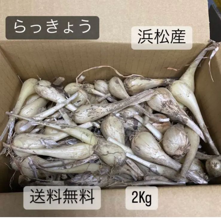 3 静岡県 浜松産 エシャレット 土付き らっきょう3Kg 大セール品 - 野菜