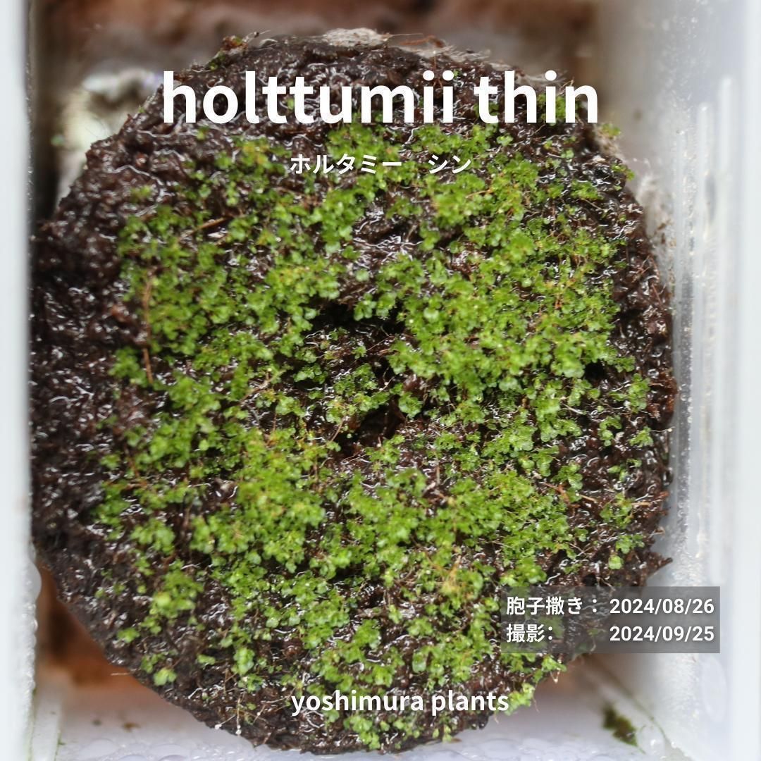 胞子] holttumii thin ホルタミー シン ビカクシダ - メルカリ
