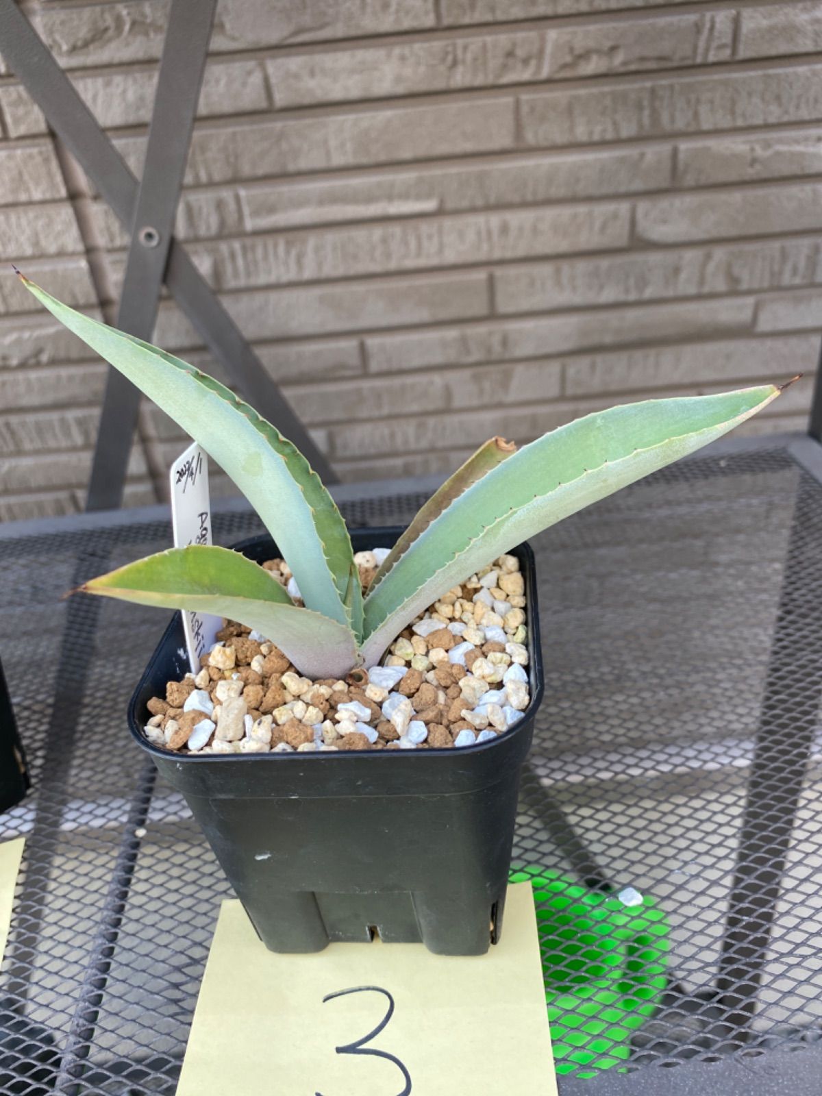 アガベ（カルウィンスキー） - メルカリ