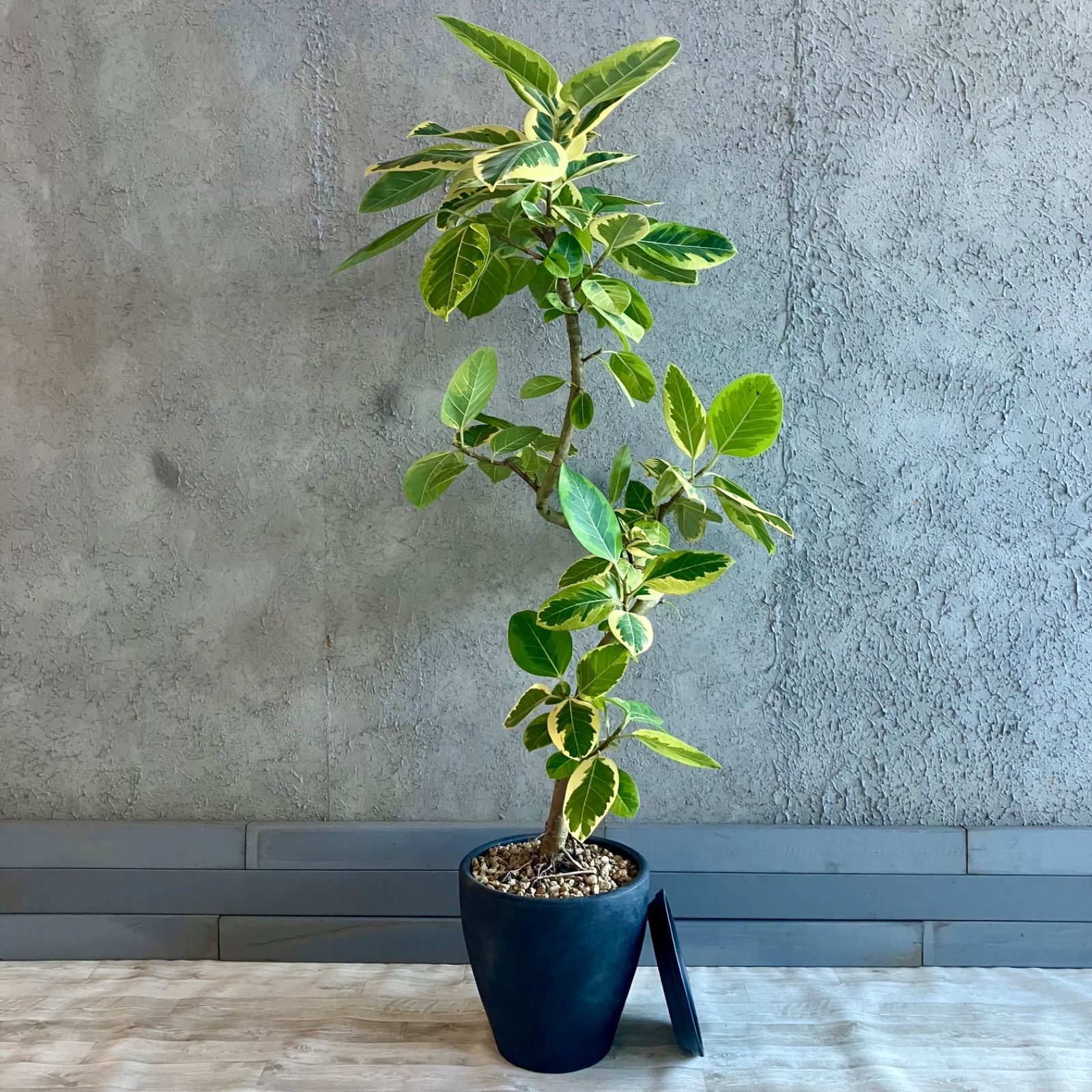 美斑紋。山採りイロハモミジ2.0M(鉢底から) YAMADORI/山採り