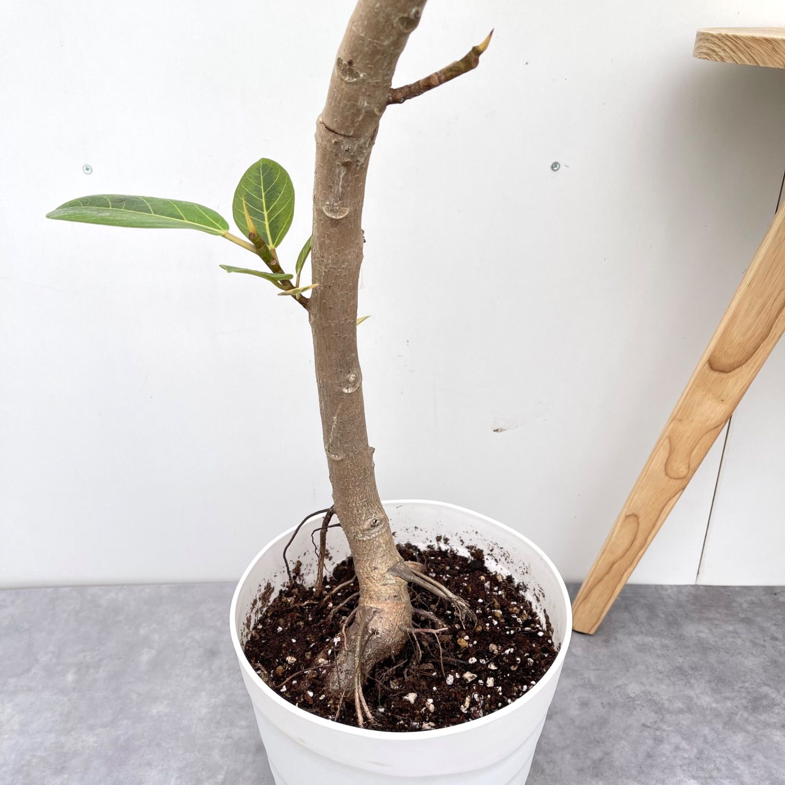 フィカス ゴムの木 アルテシマ 曲がり 3番 観葉植物 インテリア