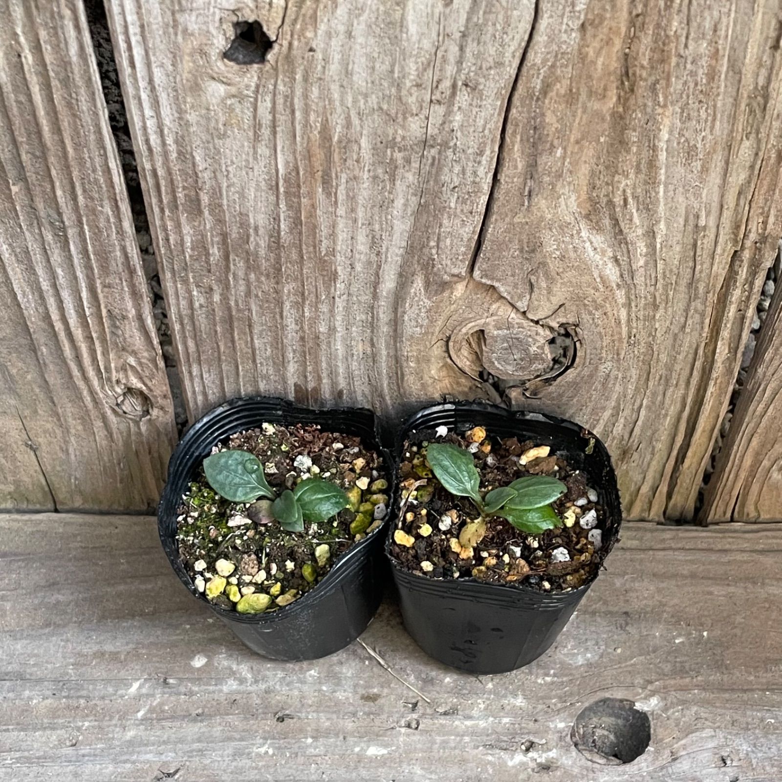 エキナセア パラディソ スーパーデューパー 6センチポット 2苗 ピンク