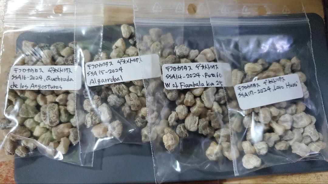 テフロカクタス ゲオメトリクス SSAナンバー種子 8種類5粒ずつセット