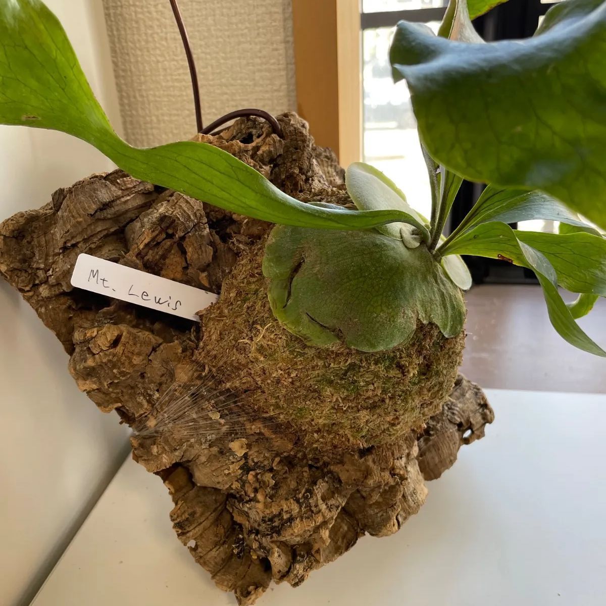 ビカクシダ マウントルイス リトルキティ 着払い】ビカクシダ マウント