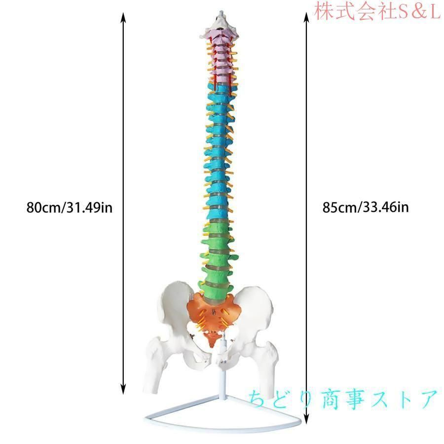 人体模型 骨 等身大 脊椎 模型 実物大 90センチ 脊髄骨盤模型 股関節