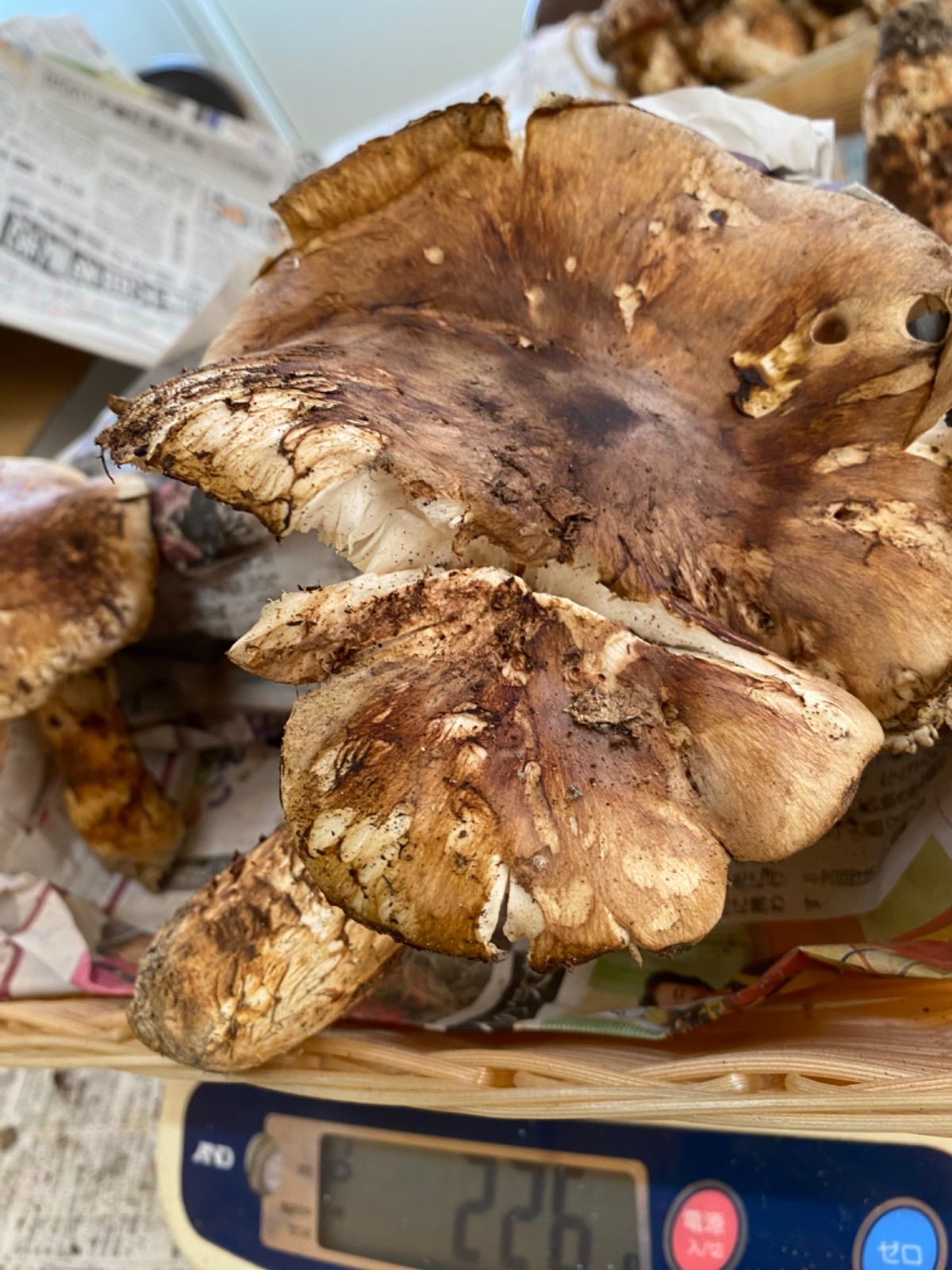 国産松茸ご家庭用500g！！今朝採れたて！！ - メルカリ