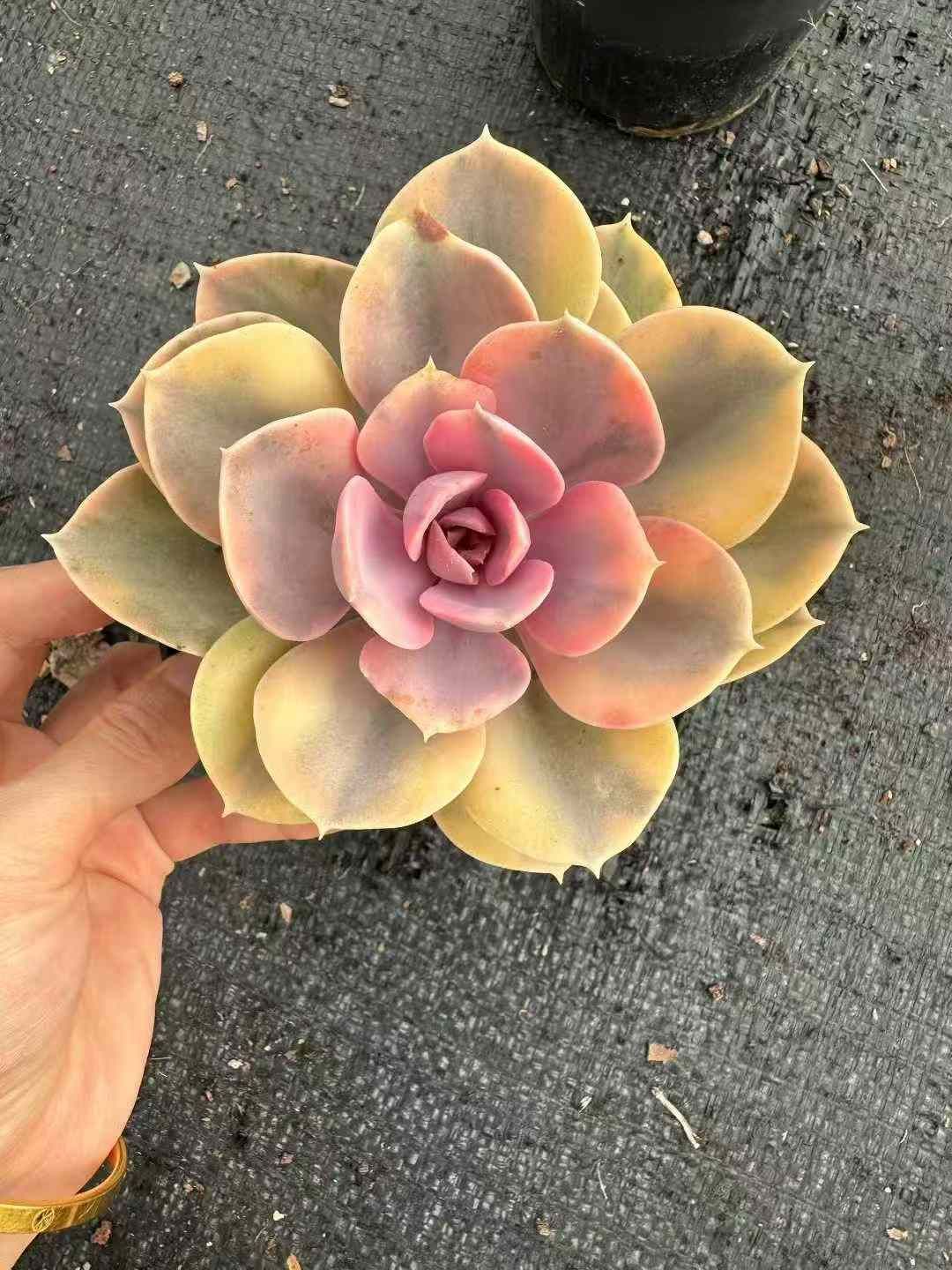 タンカタカイコウ 抜き苗