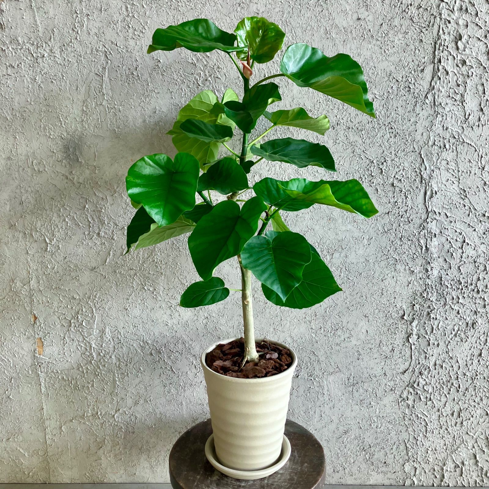 6号 テラコッタ鉢植え