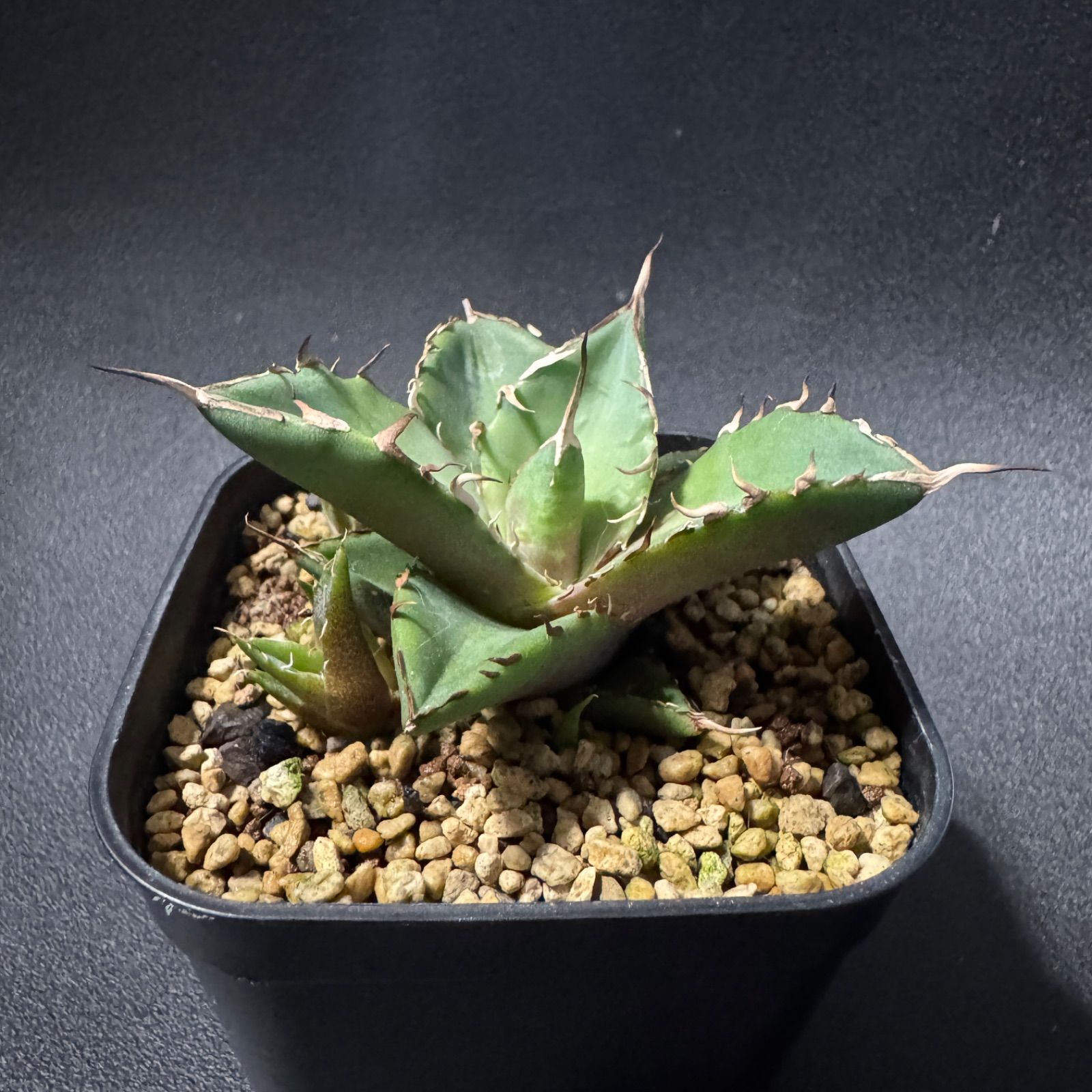 アガベ ハデス タグ付き 子株付き 鉢ごと発送 【公式通販】