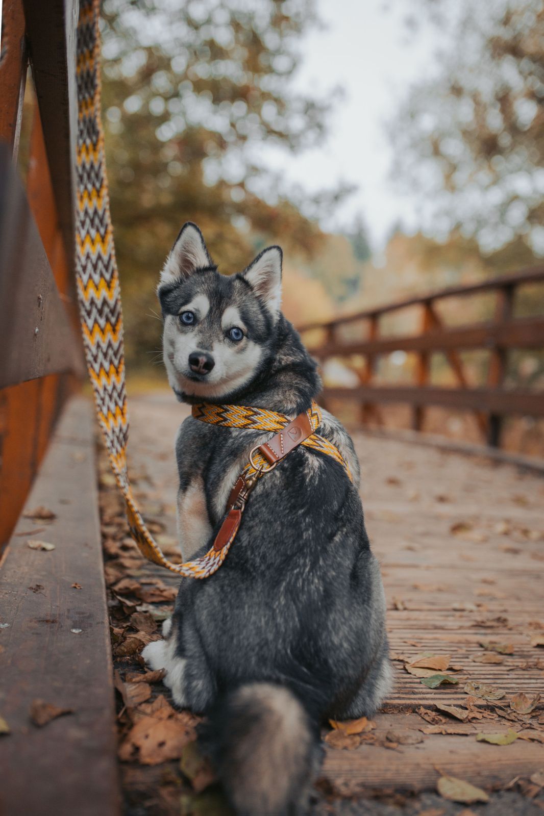 スペイン製 高級ハンドメイド犬用リード(2m) Peruvian Gold - Q multi