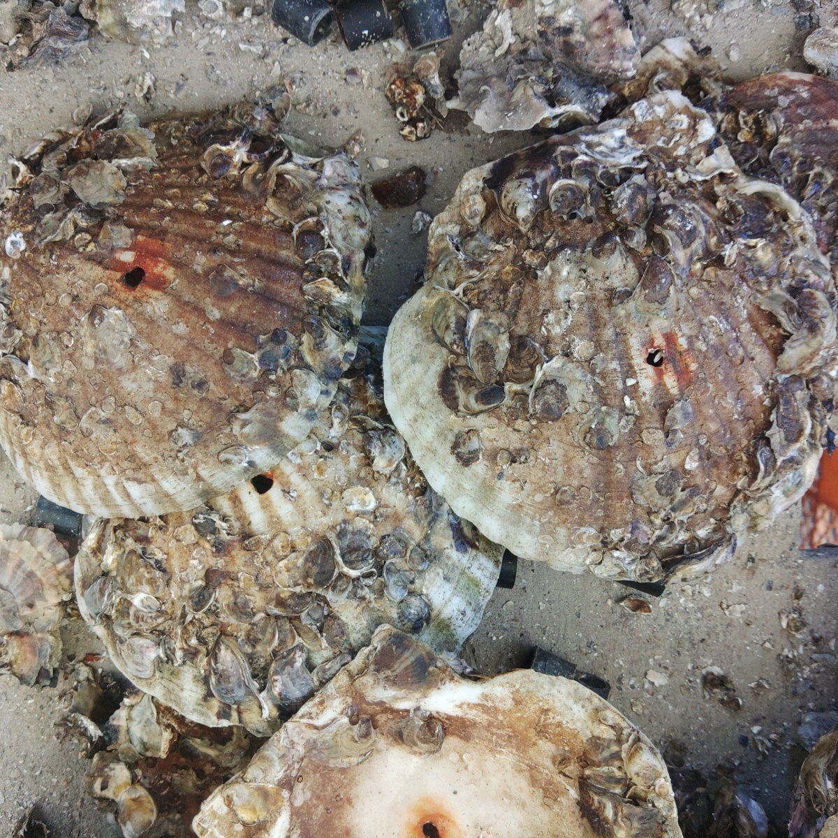 宮城県松島産 種牡蠣1本あたり72枚