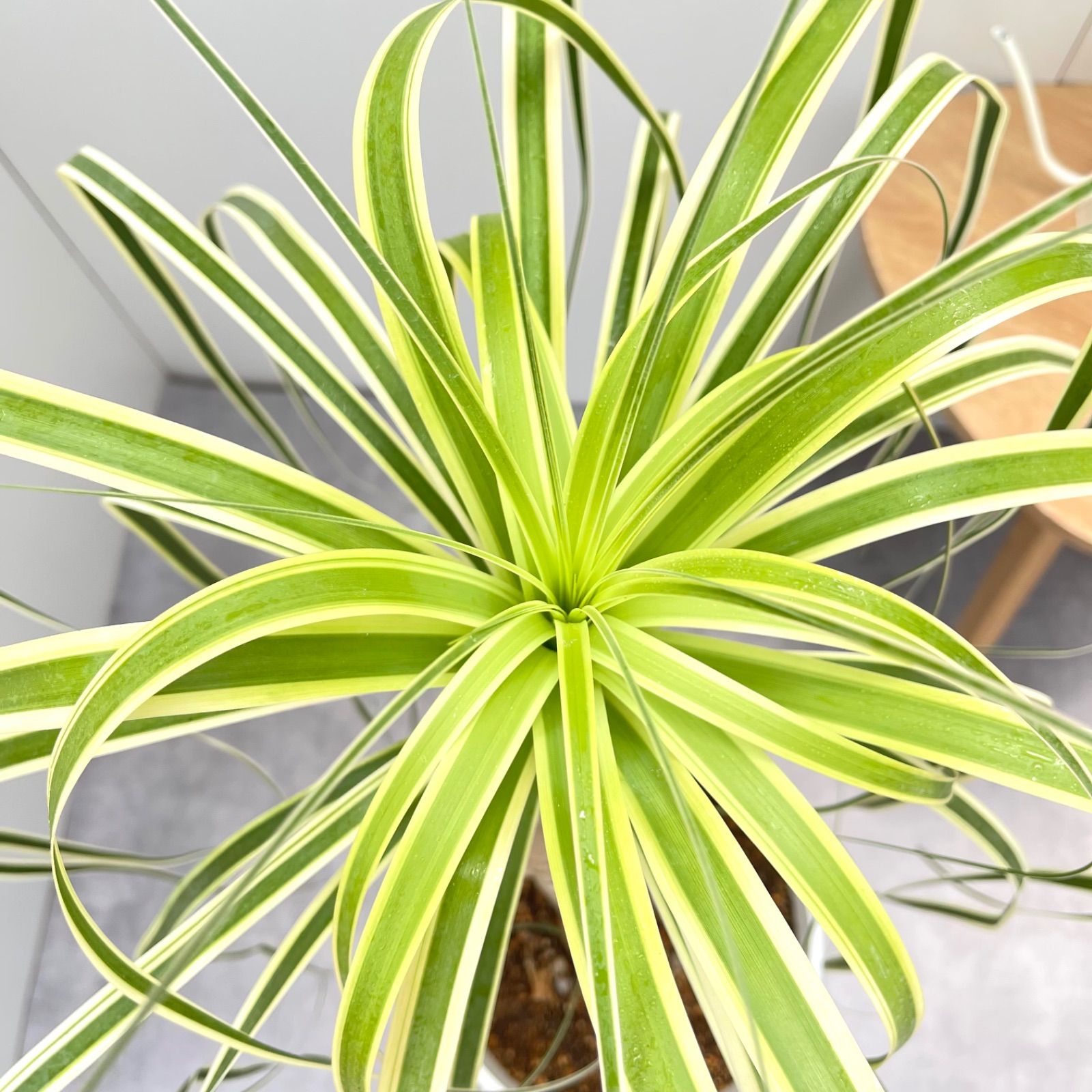 トックリラン ノリナ 斑入り 26番 トックリラン斑入り 観葉植物 希少