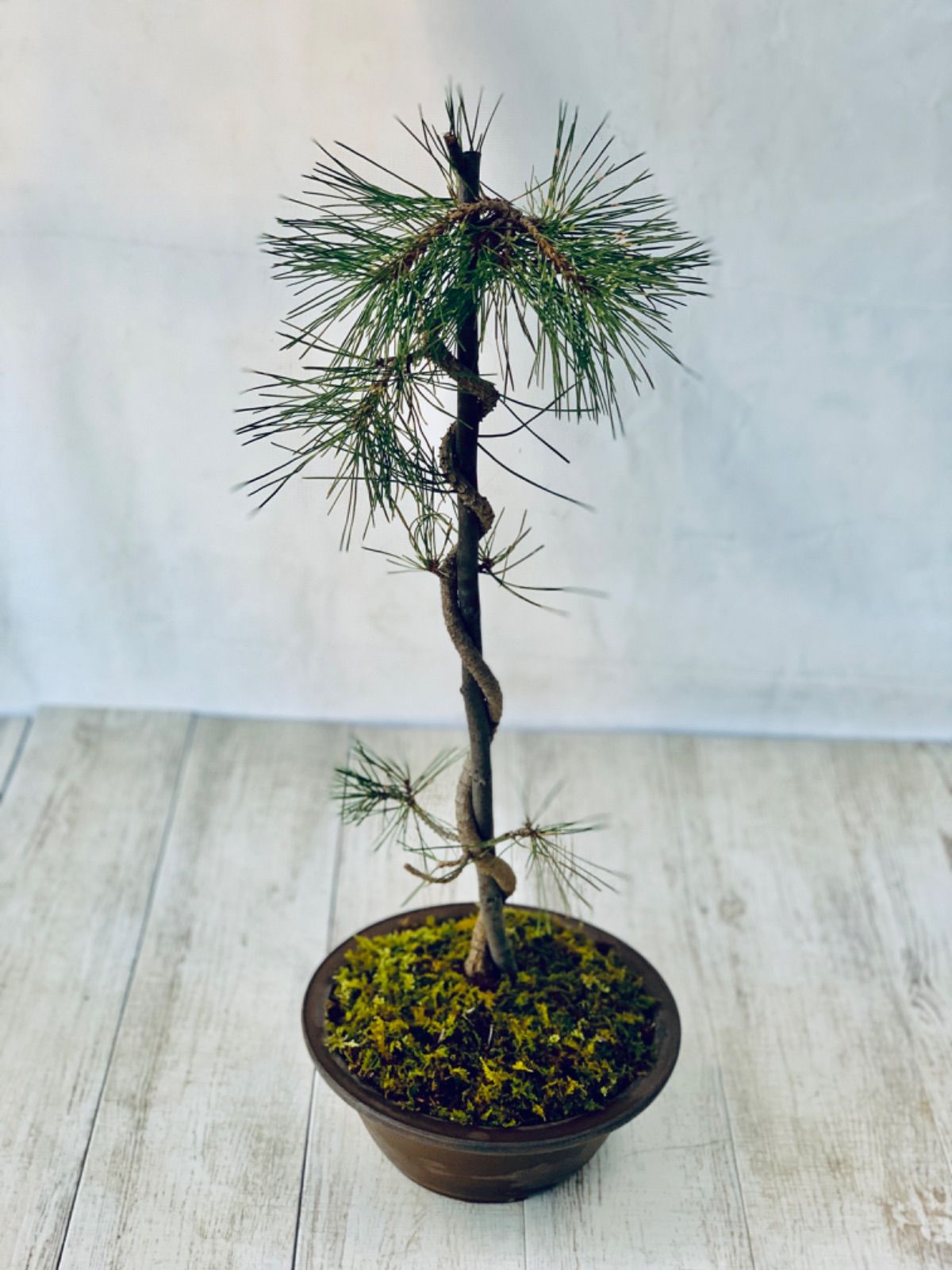 盆栽　盆栽　五葉松　樹高62cm 盆栽五葉松樹高62cm