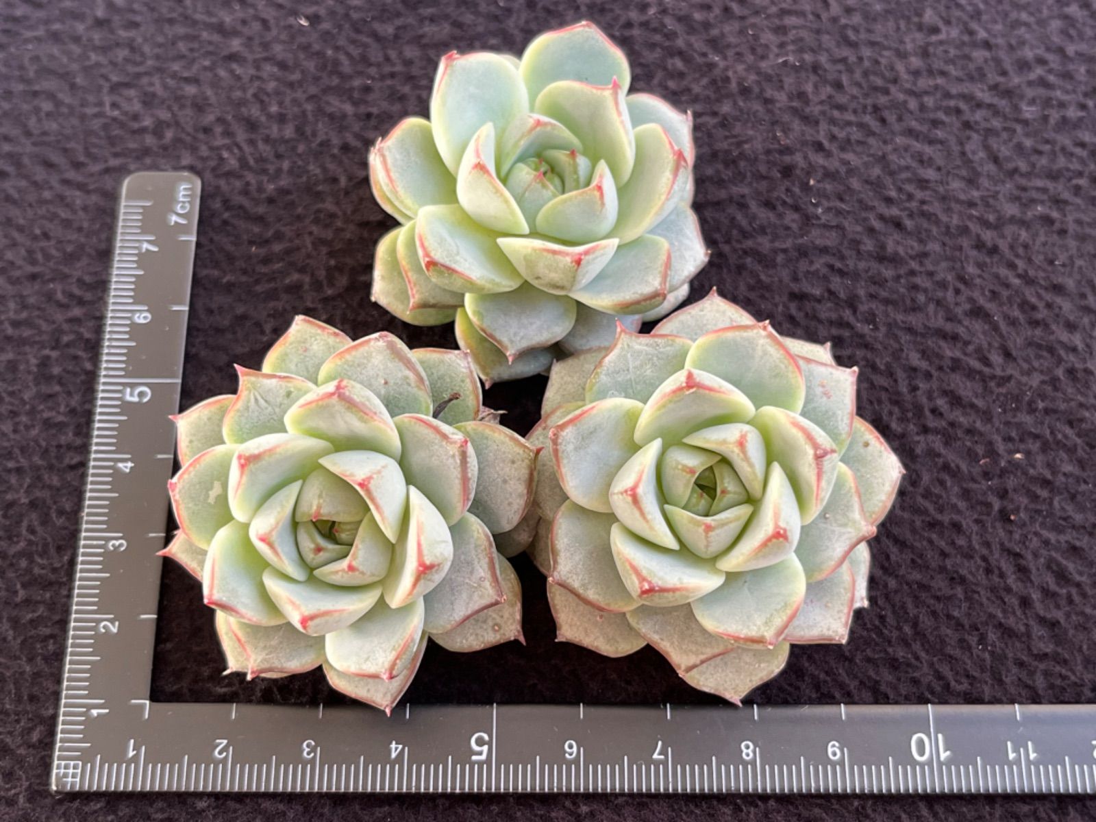 ホワイトアングル◎多肉植物 カット苗 韓国苗 エケベリア等 ホワイトアングル◎多肉植物 カット苗 韓国苗 エケベリア等 ☆多肉植物