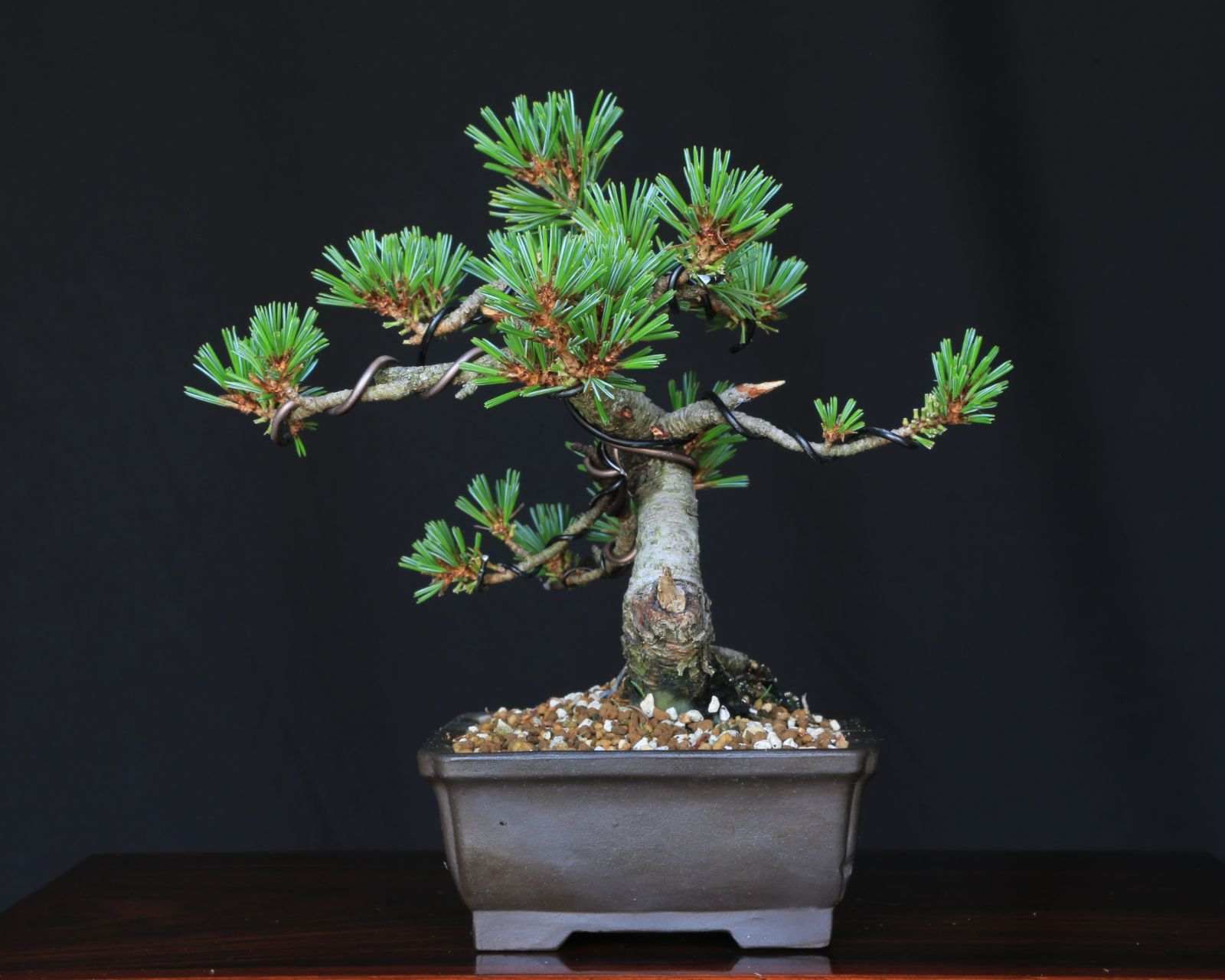 吾妻五葉松【大巓性】ダイテンショウ 【泰寿園 Online】現品