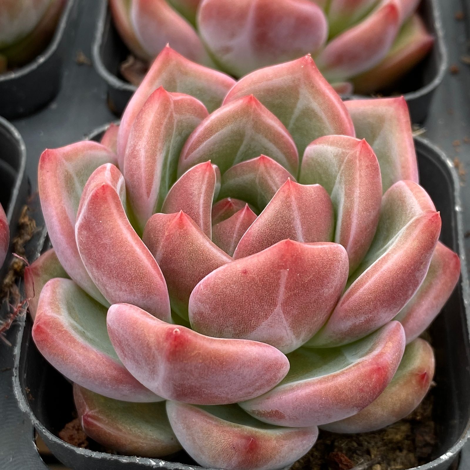 多肉植物　韓国苗　レッドブルー　大きめ　抜き苗 多肉植物 Z1000 レッドソウル 12株 抜き苗 エケベリア セダム