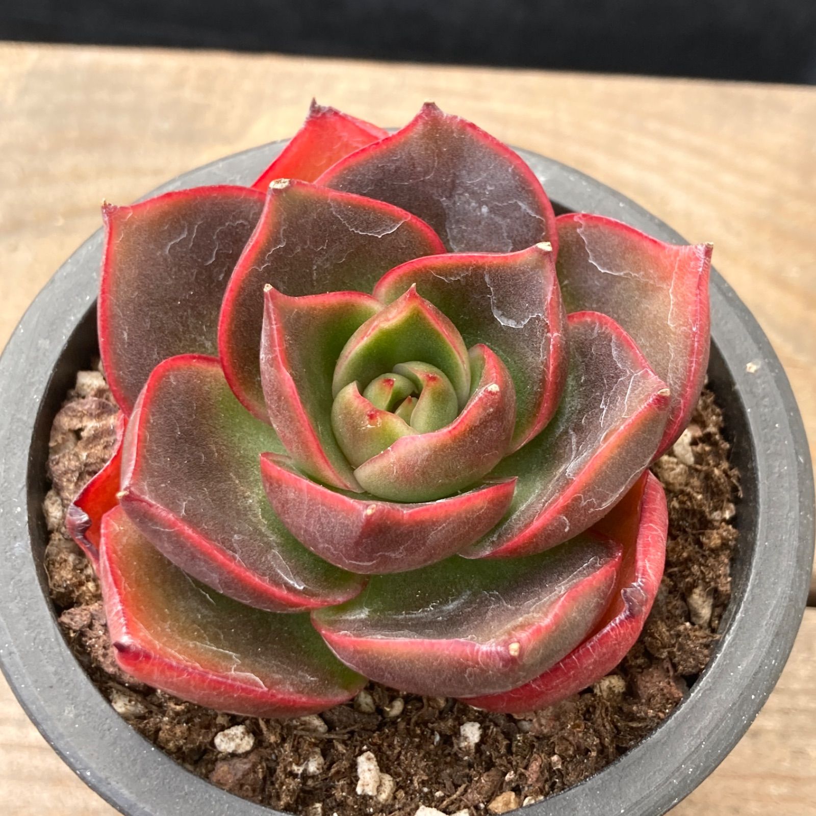 新作！】エケべリア韓国苗 ロンギシマ X ブラックローズ 多肉植物 新