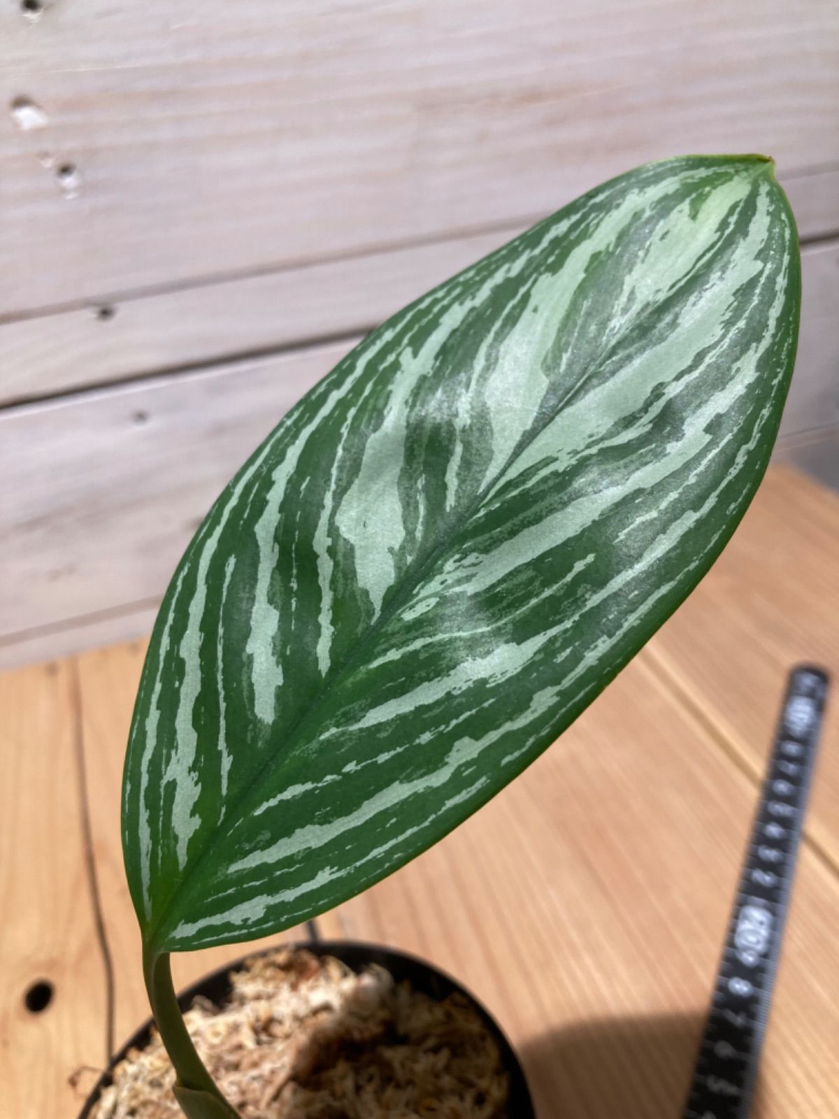 特選美株❗️純血統クローン株】 Aglaonema nitidum curtisii アグラオネマ ニティドゥム カーティシー 子株 - メルカリ