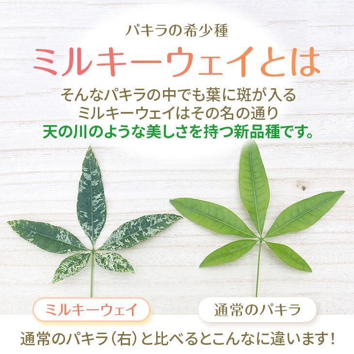 斑入りパキラ ミルキーウェイ ガラス鉢仕立て』お誕生日 開店 斑入りパキラ ミルキーウェイ ガラス鉢仕立て』お誕生日 開店