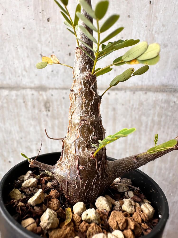 現品限り】センナ・メリディオナリス 実生【C42】 Senna