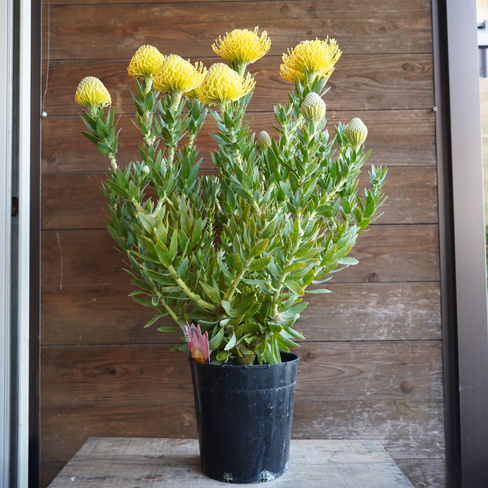 ペトロフィル ”エリシフォリア” C オージープランツ オンライン 現物