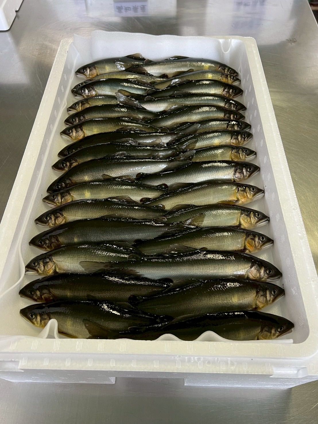 高知県産鮎3Kg 30尾入