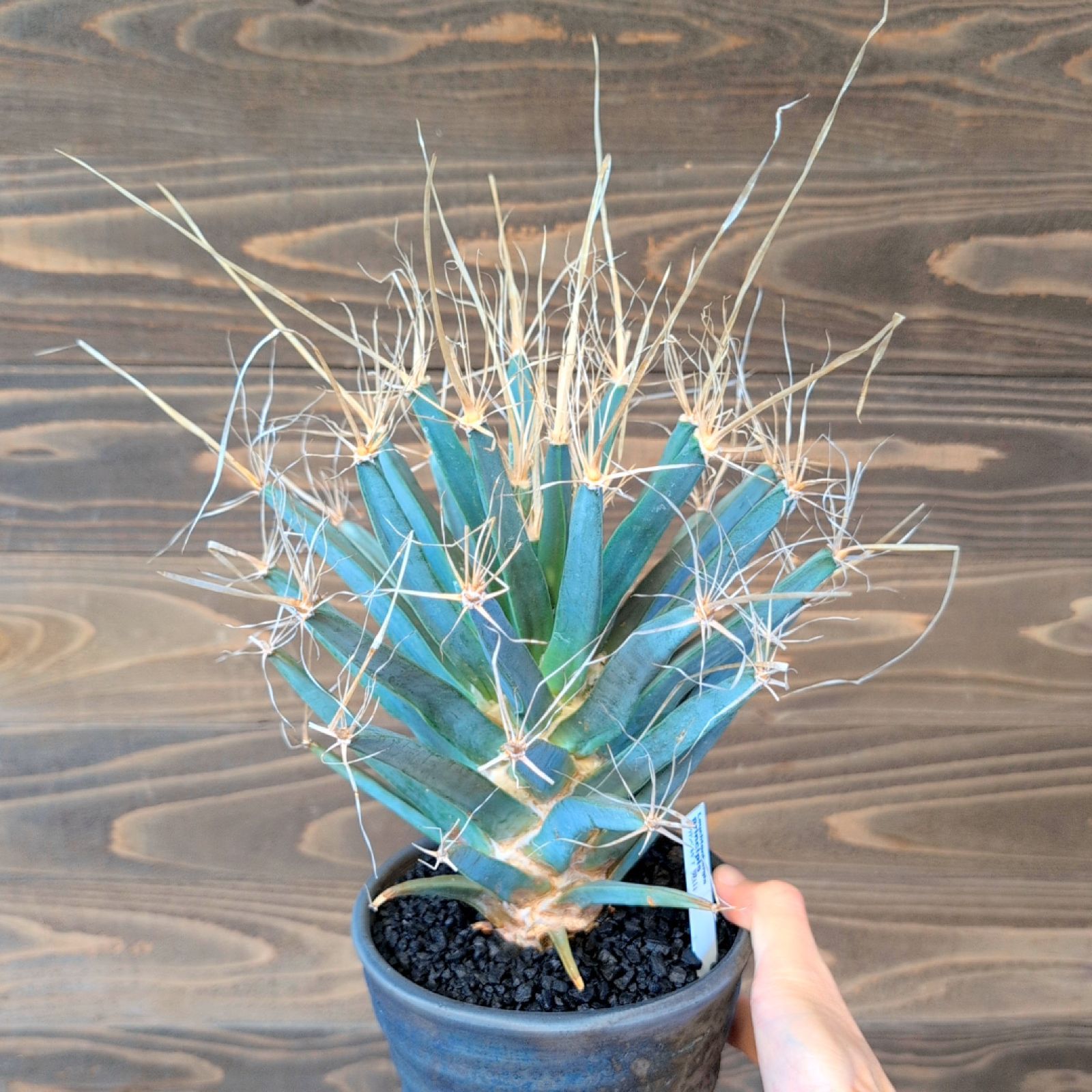 レウクテンベルギアプリンピキス　晃山 レウクテンベルギア・プリンキピス 晃山 9cm鉢 : カクタス長田