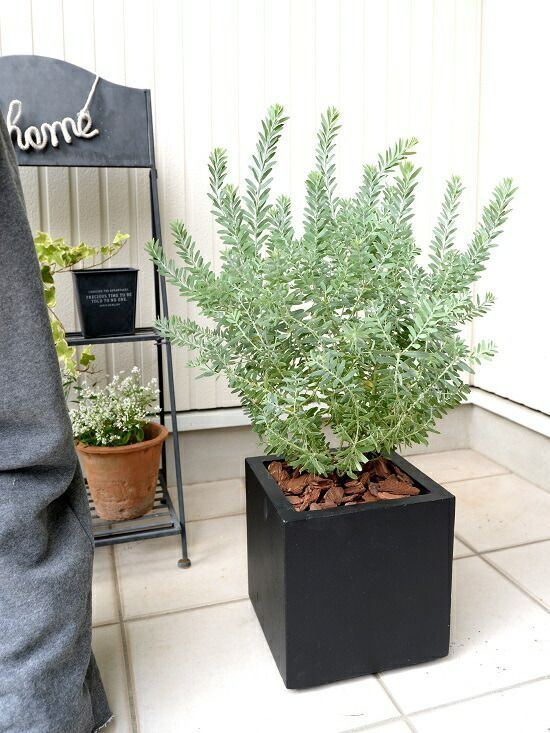 アカシア ブルーブッシュ 整った樹形 104cm ❗ 綺麗なシルバーリーフ