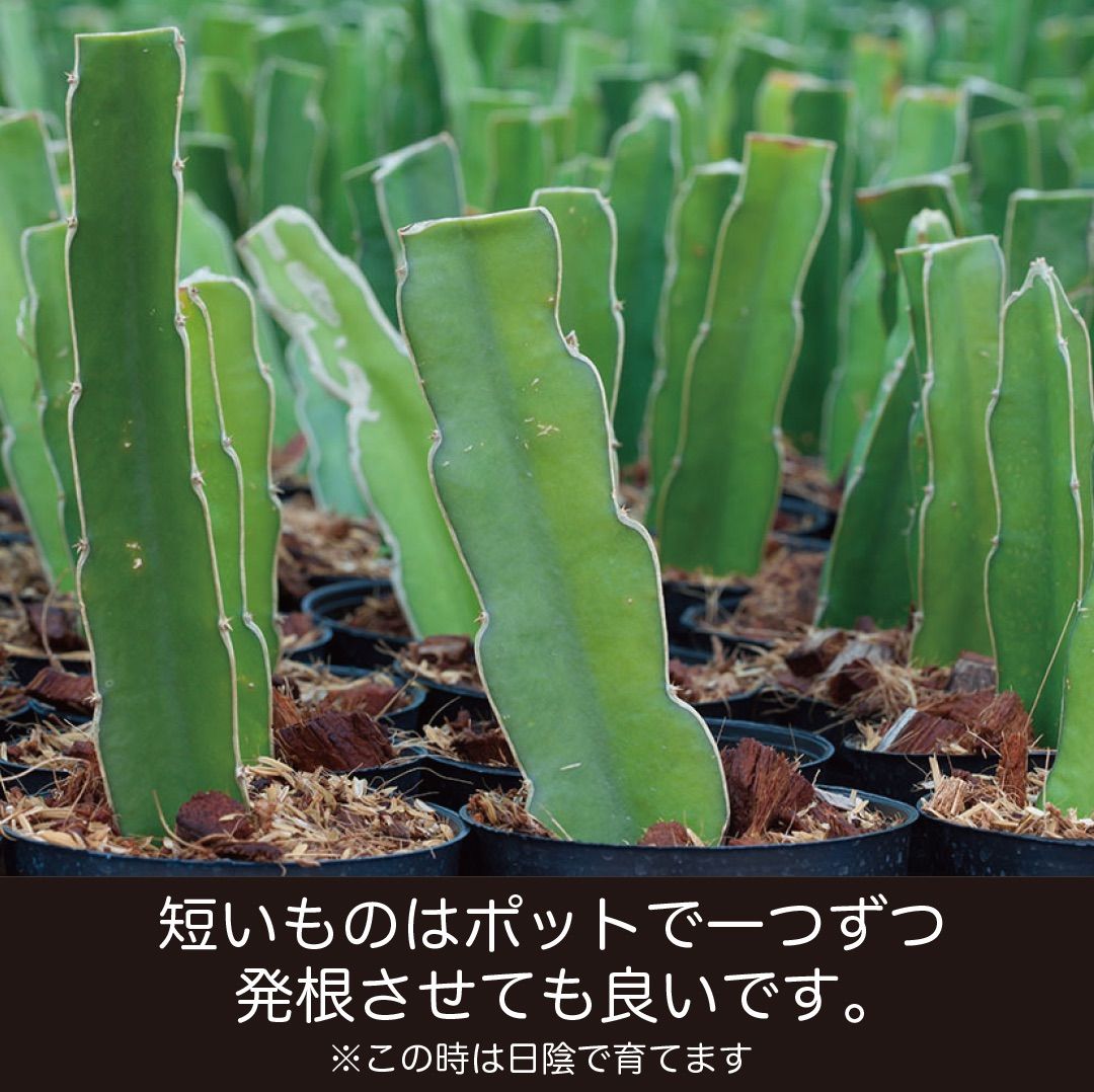 ドラゴンフルーツ苗 カット苗 5本 赤肉種 挿し芽 挿し木 赤果実 ドラゴンフルーツ苗 カット苗 5本 赤肉種 挿し芽 挿し木 赤果実