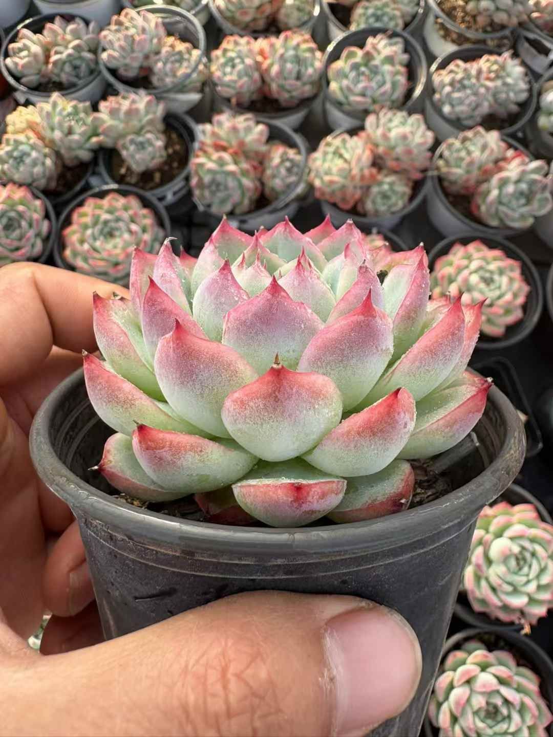 18株 XJB526 多肉植物 エケベリア ピンククリスタル サボテン 観葉植物