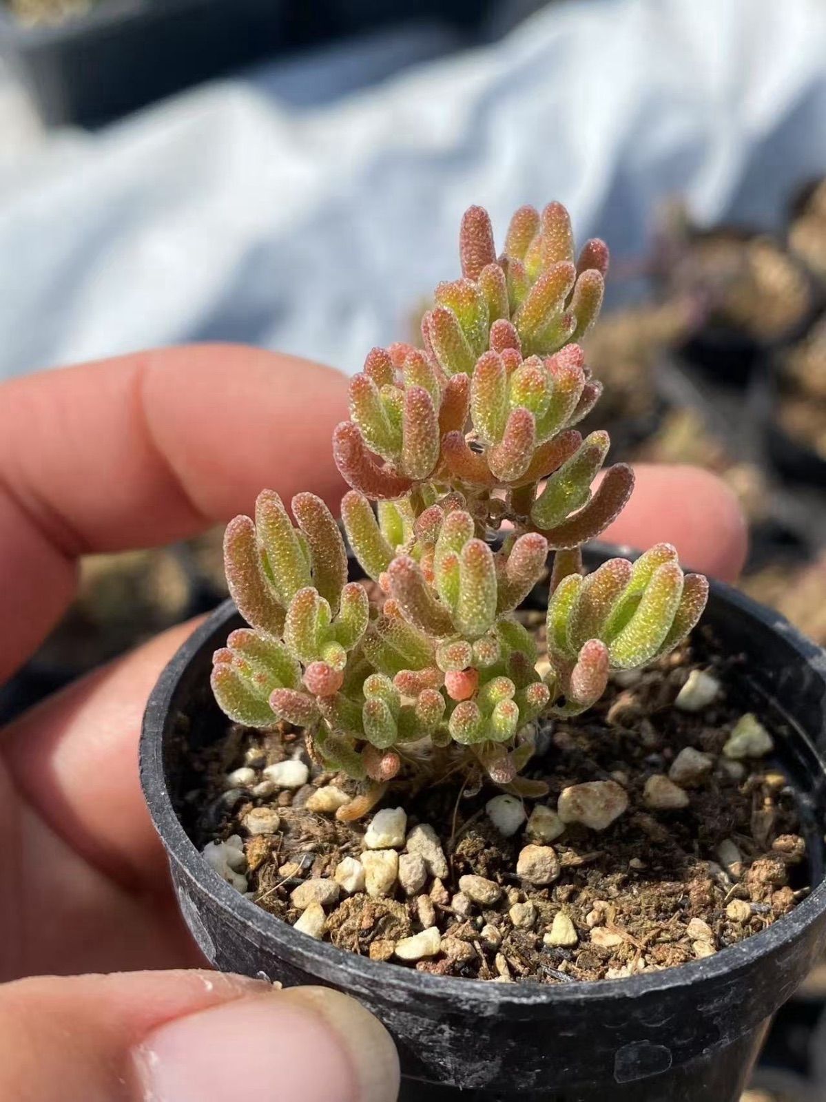 速達便付き　ドロサンテマム　キラキラIce crystal 大株　抜き苗　1株 速達便付き ドロサンテマム キラキラIce crystal 大株 抜き苗 1株 多肉