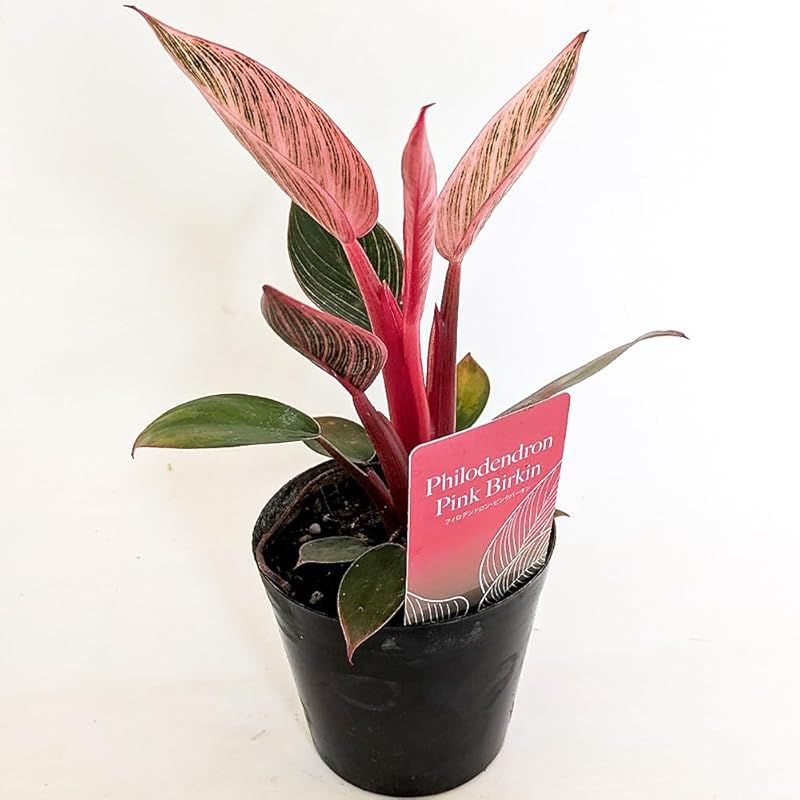 最終値下げ ④【希少】ドラセナ ドラコ/Dracaena draco※本物 種子50粒