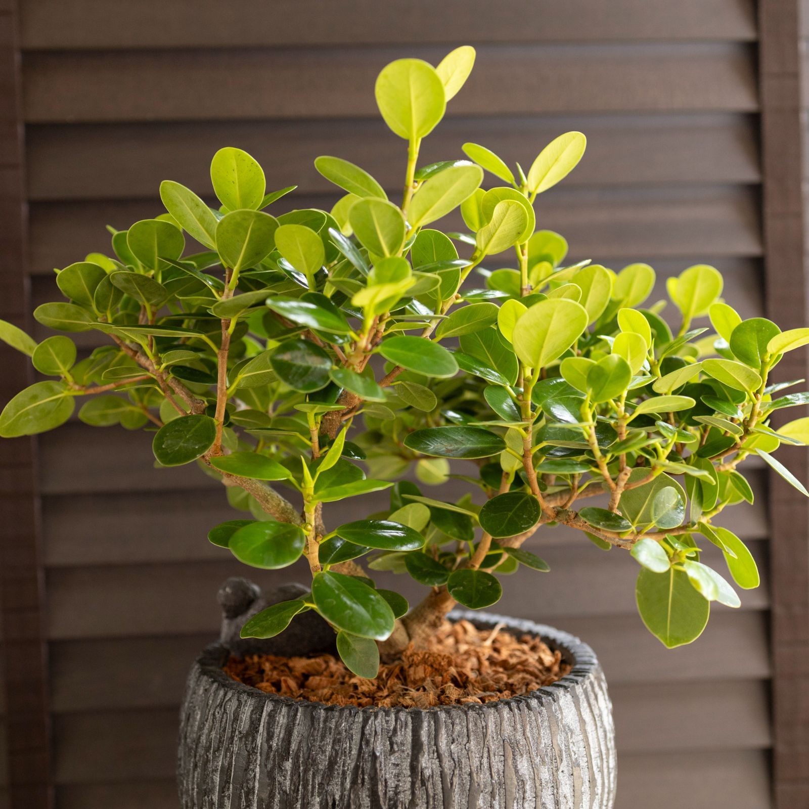 パンダガジュマル　斑入り　7号リン鉢 パンダガジュマル 斑入り 希少 7号 リン鉢 斑入りパンダ