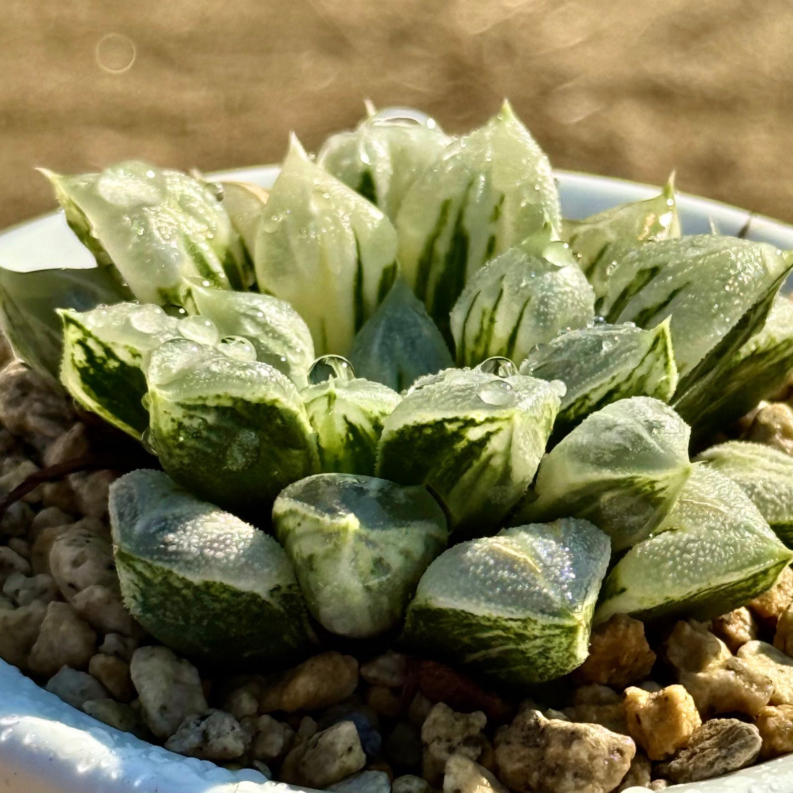 ハオルチア　ラブハート錦　極上斑 ラブハート錦 ハオルチア 極上斑 ハオルチア ラブハートの通販 by