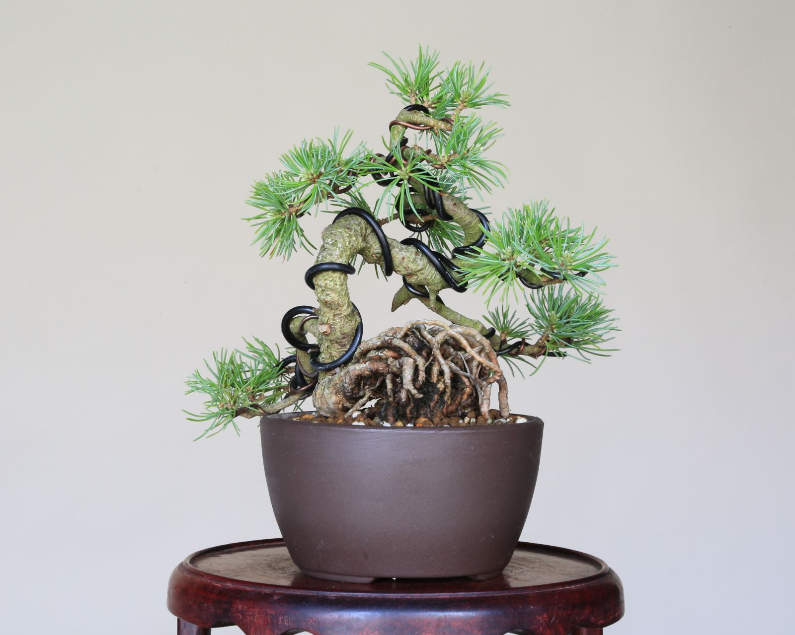 吾妻五葉松 大巓性