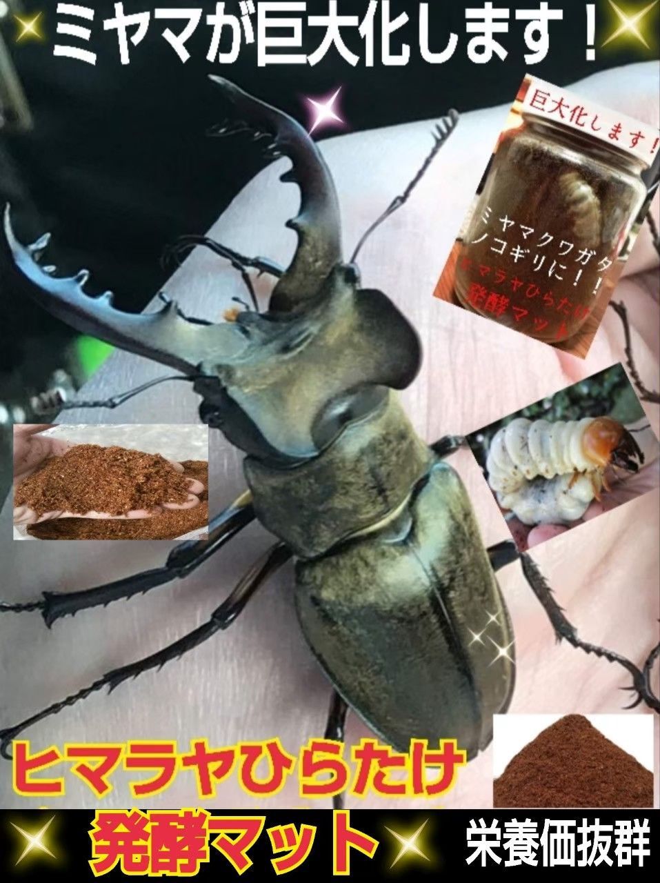 80リットル☆ヒマラヤひらたけ発酵カブトムシマット 幼虫が巨大化し