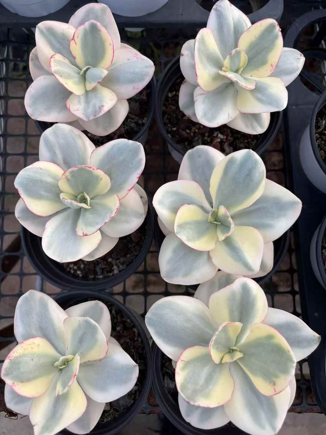 15株の抜き苗セット】スヨン錦 多肉植物 佐川急便発送 エケベリア 韓国