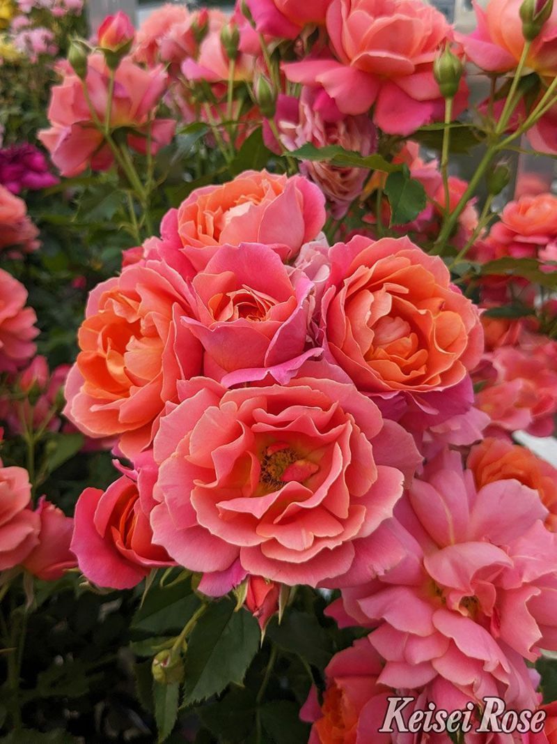 バラ苗 【ディズニーランドローズ】 (大苗) フロリバンダ 四季咲き 中