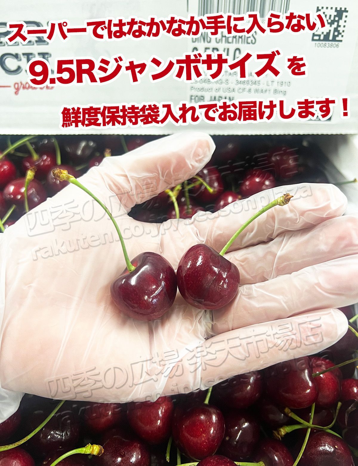 大きな割引 アメリカンチェリー さくらんぼ 1.7Kg たっぷり 食品