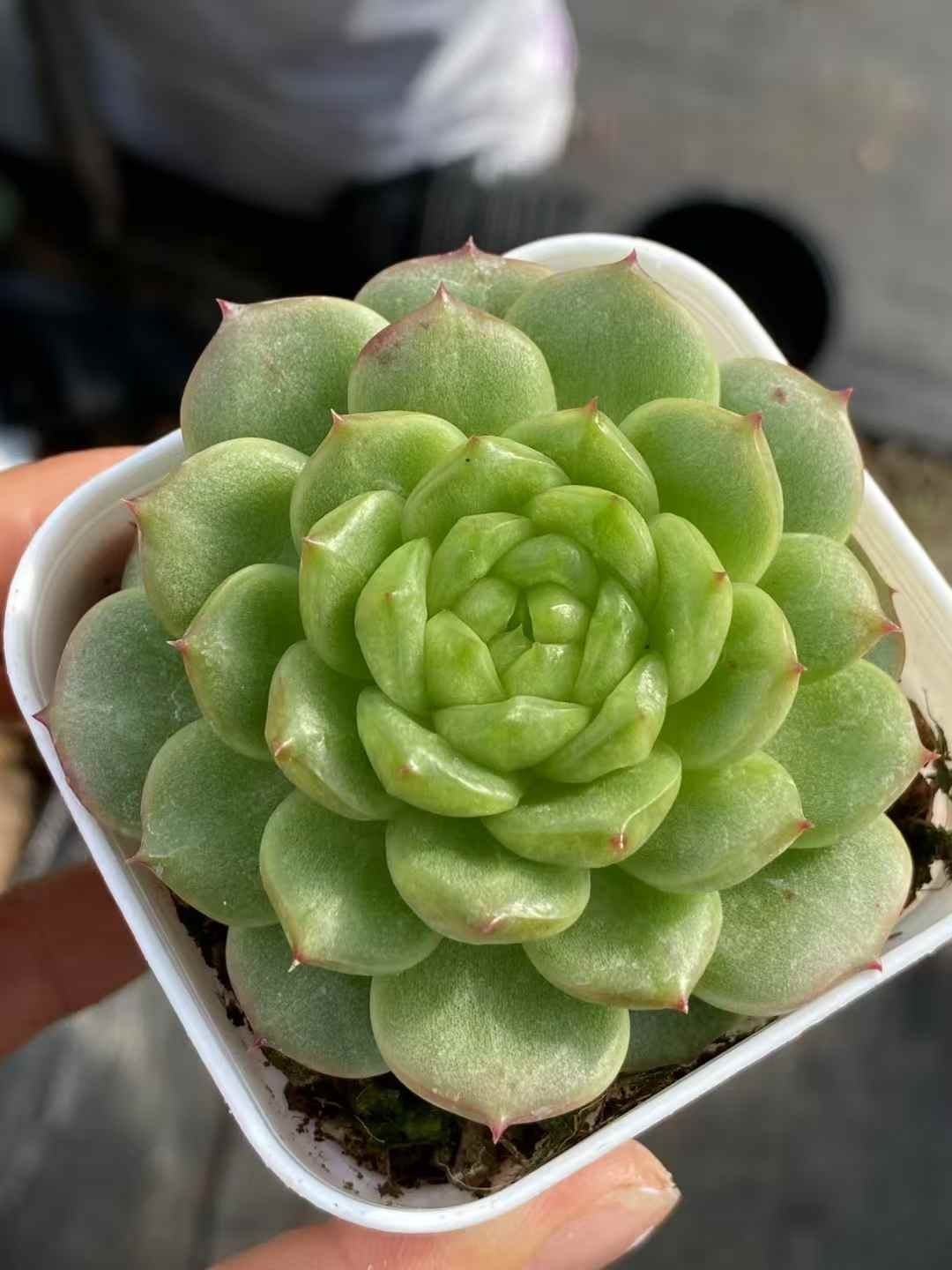 QS1017×24 デンポウジェニー 抜き苗 多肉植物 アエオニウム エケベリア 韓国苗