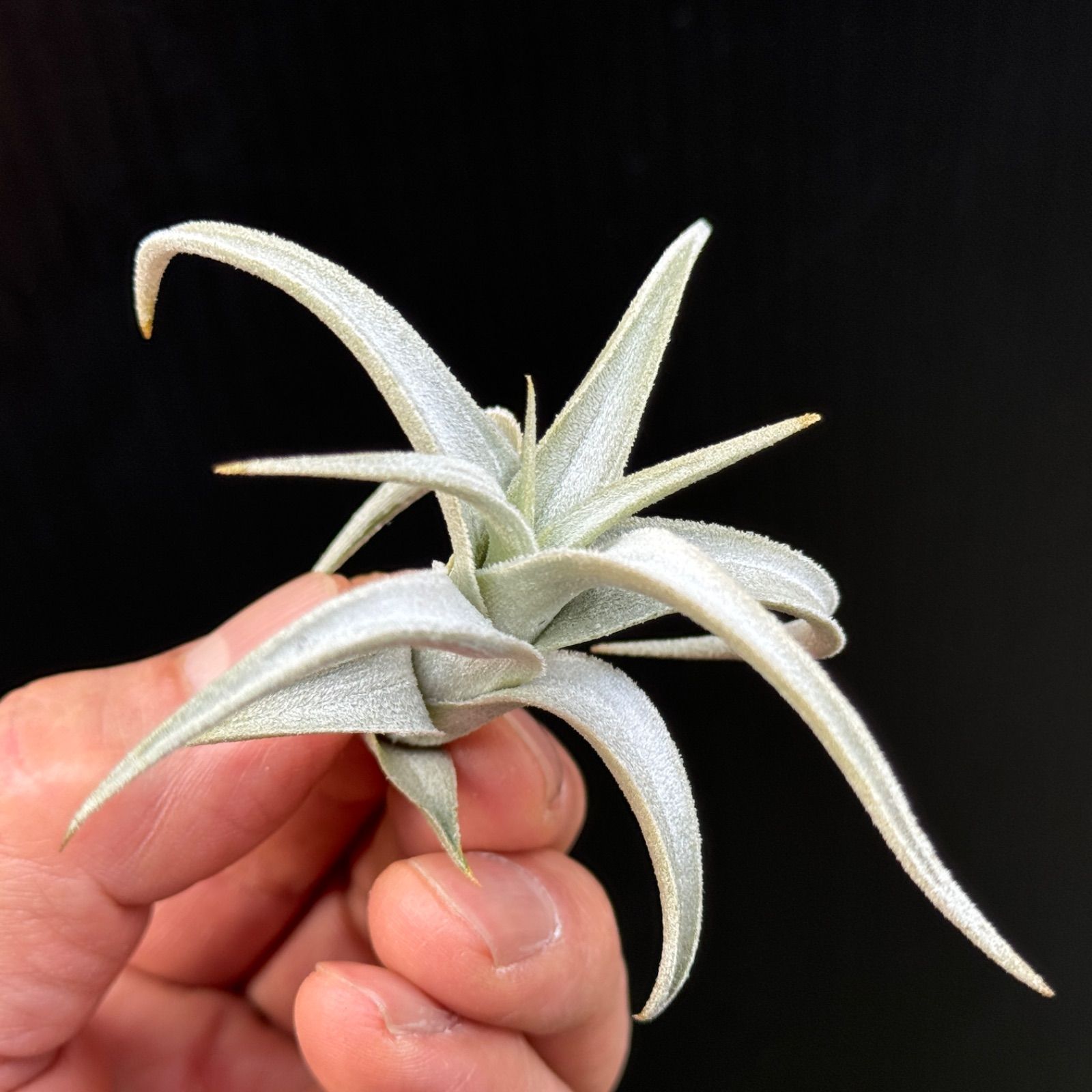 白銀の輝き＊ チランジア ハセイ Tillandsia hasei＊エアプランツ