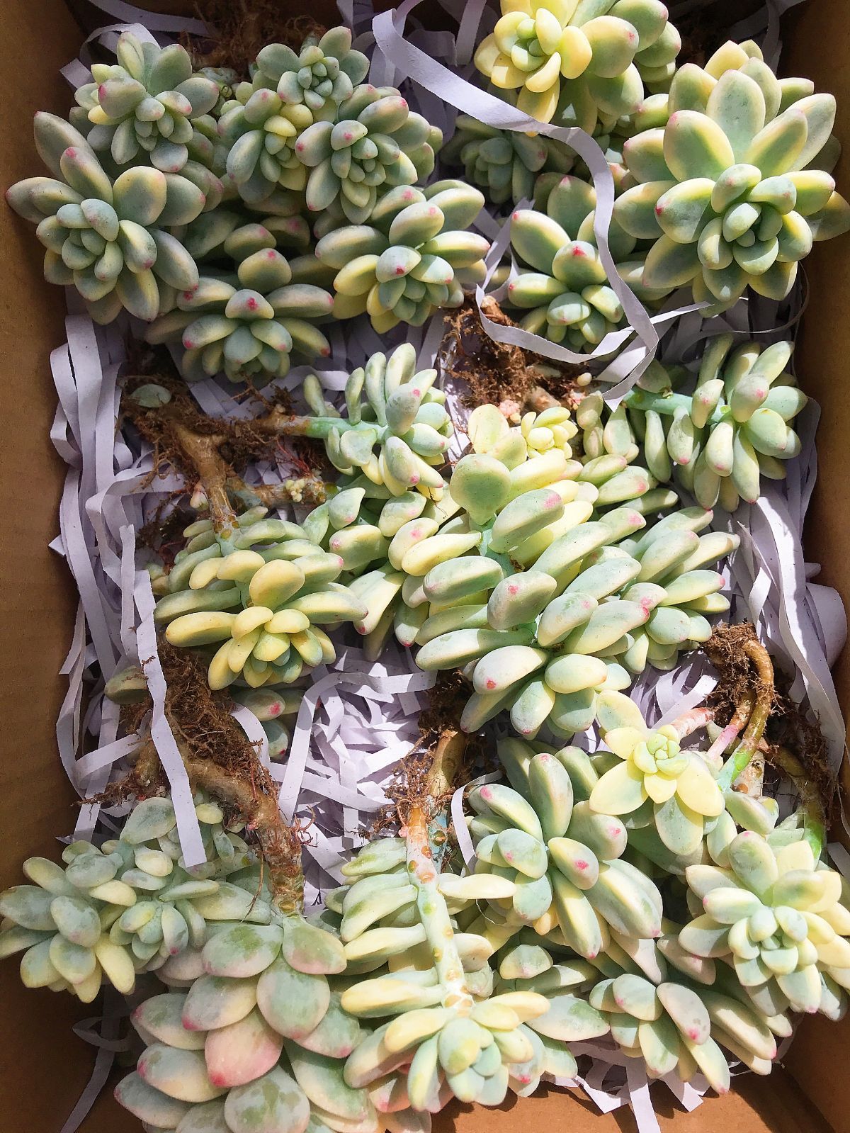 新入荷 ラウル錦 J193×1株 多頭 抜き苗 多肉植物 エケベリア - メルカリ