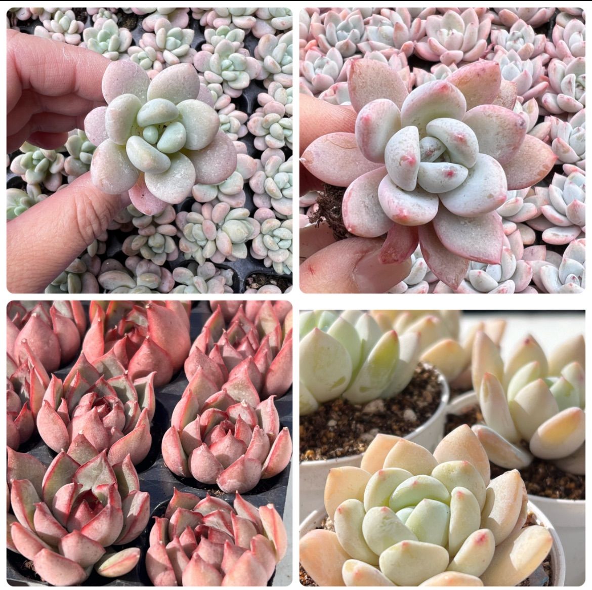 多肉植物 20苗セット♡ 抜き苗♡白姫蓮など エケベリア 韓国苗 - メルカリ