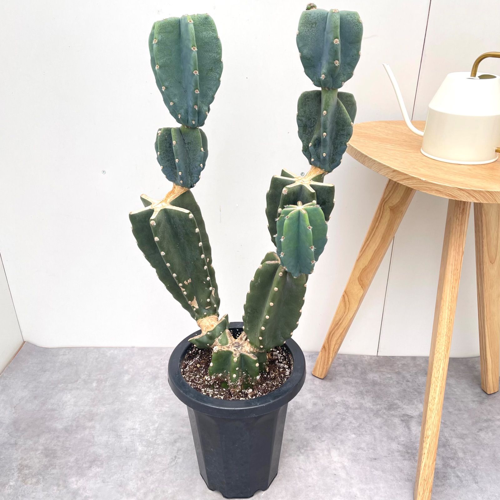柱サボテン ブランチ 19 現品 観葉植物 室内 ドライガーデン 大型