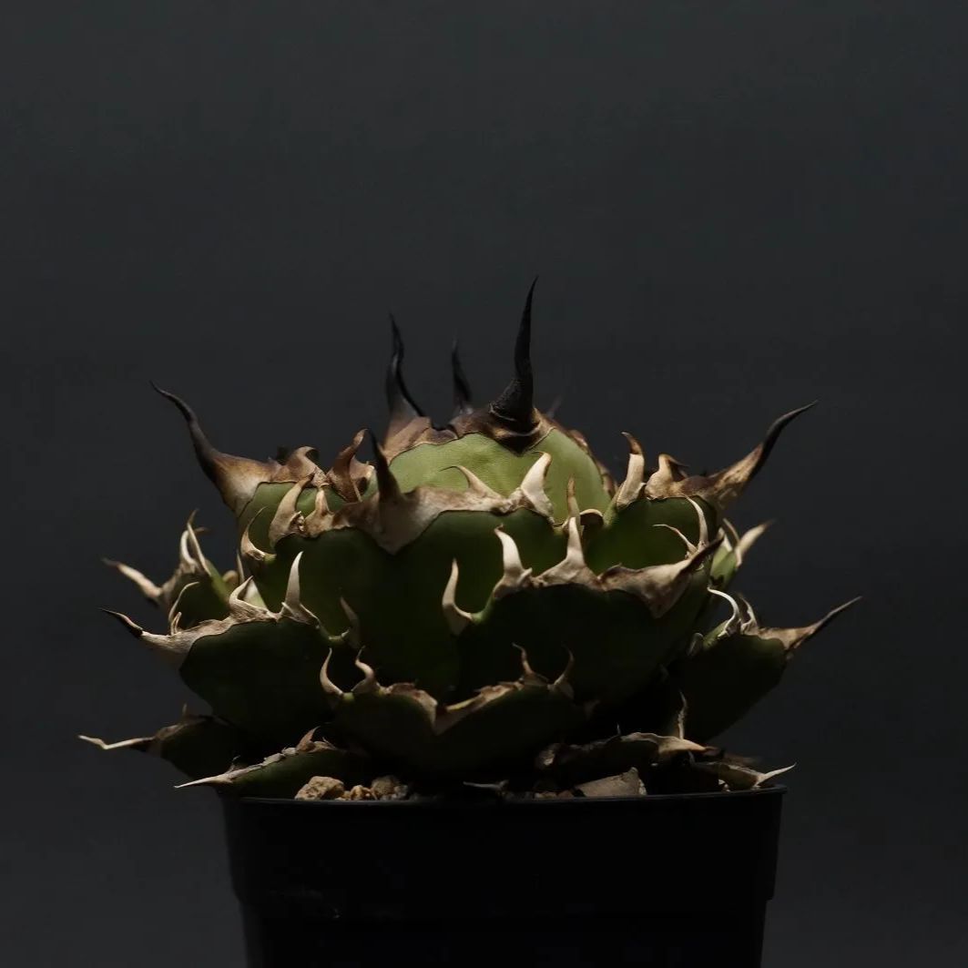 サボテンの王様 金鯱 群生 3株‼️ ロックガーデン サボテン 金鯱