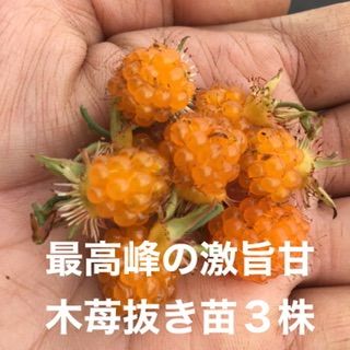 木苺ページ Amazon.co.jp: 木苺苗木1株 美味しい木いちご苗 草苺の抜き苗